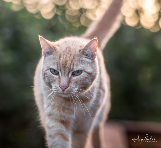 Anja Sehrt Fotografie