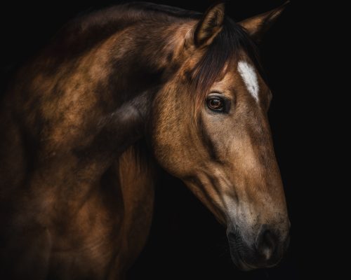Anja Sehrt Fotografie
